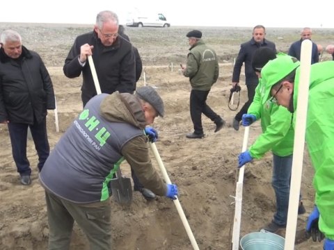 Yevlaxda 30 hektar yeni meşə salınır&nbsp;- FOTOLAR