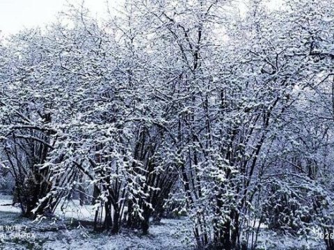 Azərbaycanın hansı rayonlarına qar yağdığı AÇIQLANDI