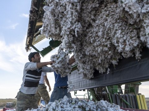 Cəlilabadda pambıq yığımı yekunlaşdı&nbsp;- Məhsuldarlıq yüksəkdir