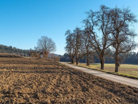 Dincə qoyulmuş torpağa görə subsidiya veriləcək