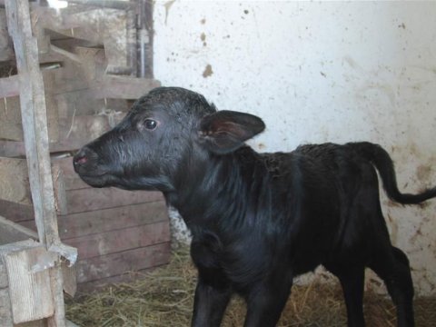 Camış balasına görə subsidiya&nbsp;veriləcək
