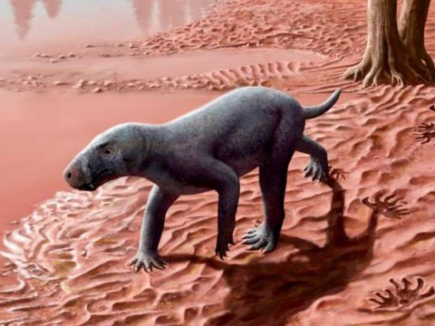Məməlilərin ən qədim əcdadı TAPILDI