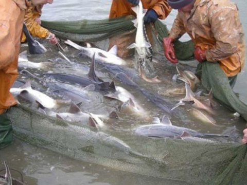 Xəzərdə kommersiya məqsədli balıq ovuna qadağa müddəti uzadıldı