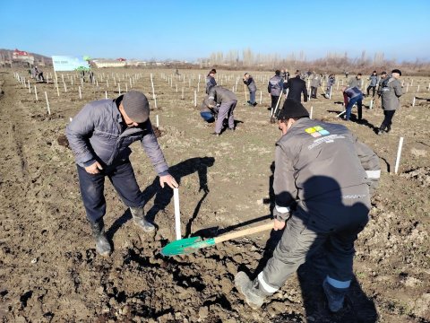 Bu gün meşə fondu torpaqlarında 35 mindən çox ağac əkilib - FOTO
