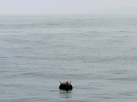 İstanbul sahillərində mina AŞKARLANDI