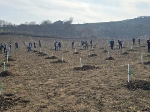 Bir gündə 21 mindən artıq ağac əkilib - FOTO
