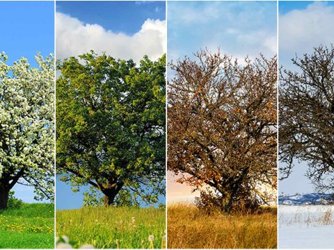 2025-ci ildə fəsillərin Azərbaycana daxil olma VAXTI