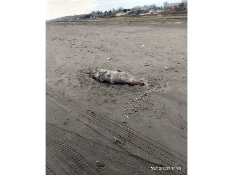 Xəzərin Xaçmaz rayonu sahilində suiti cəsədləri AŞKARLANDI