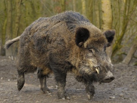 Vəhşi heyvanların yetişdirilməsi ilə bağlı QAYDALAR