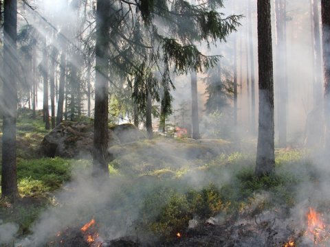Yaşıllıqları məhv edənlər 2500 manatadək cərimələnəcək