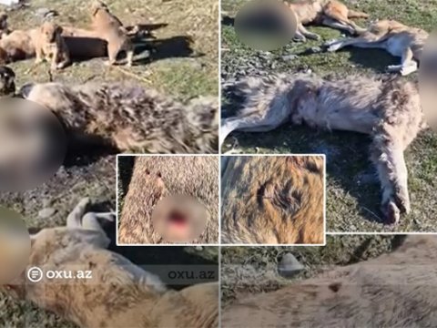 Zaqatalada itləri kim kütləvi şəkildə güllələyir?&nbsp;- VİDEO