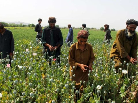 Bu ölkədə hər 10 nəfərdən biri&nbsp;narkomandır