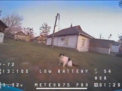 Pişik dronu belə "zərərsizləşdirdi" - ANBAAN GÖRÜNTÜLƏR