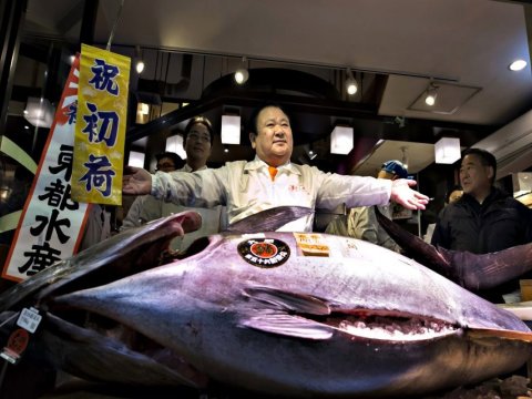 Nəhəng ton balığı 1,3 milyon dollara SATILDI