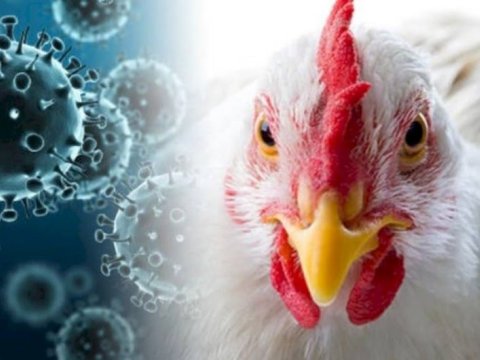 ABŞ-da quş qripindən ilk ÖLÜM