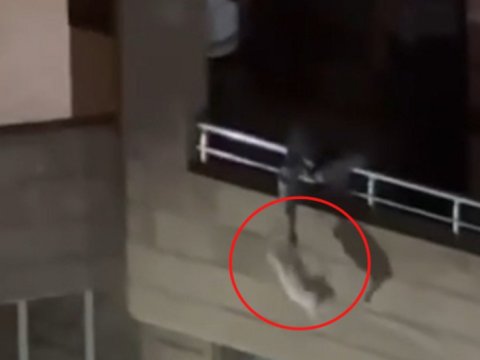 Pişiyə işgəncə verən şəxs polisə çağırıldı