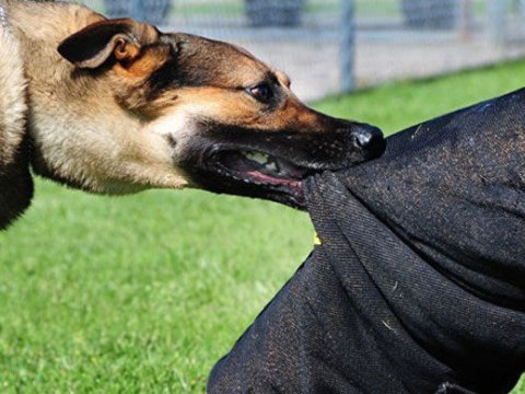 Küçə itləri insanlara hücum etdi - 3 nəfər YARALANDI