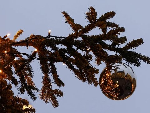 Milad ağaclarını yeməyin! - Qəribə XƏBƏRDARLIQ