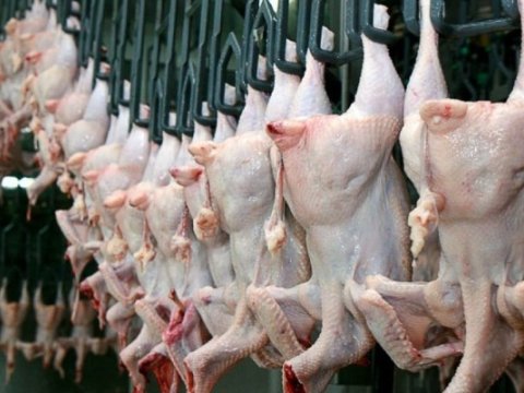 Bu şirkətlərin quş ətində bakteriya aşkarlandı&nbsp;