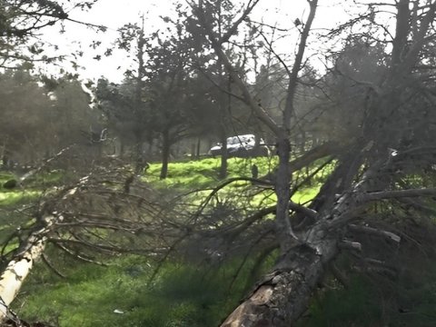Yasamalda quruyan ağaclarla bağlı RƏSMİ AÇIQLAMA
