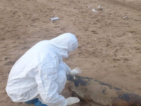 Xəzər sahillərində suiti və quş cəsədləri tapıldı: araşdırma aparılır - FOTO