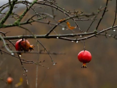 Rayonlarda hava yağıntılı olub - FAKTİKİ HAVA