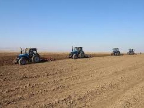 Fermerlərin buğdaya marağı azalıb, arpaya artıb 