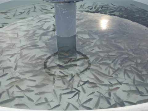 Kür çayına balıq körpələri buraxıldı