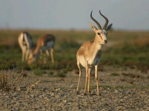 Milli Parkda ceyran ovlayan şəxs&nbsp;saxlanıldı