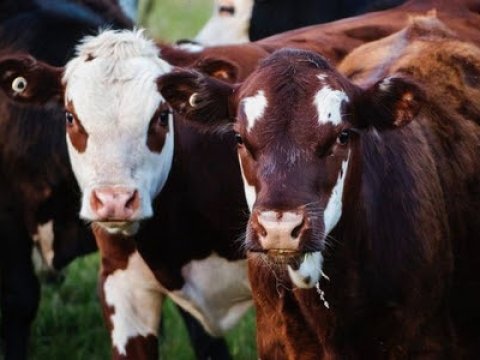 Azərbaycanda mal-qara azalıb, quşlar artıb - STATİSTİKA