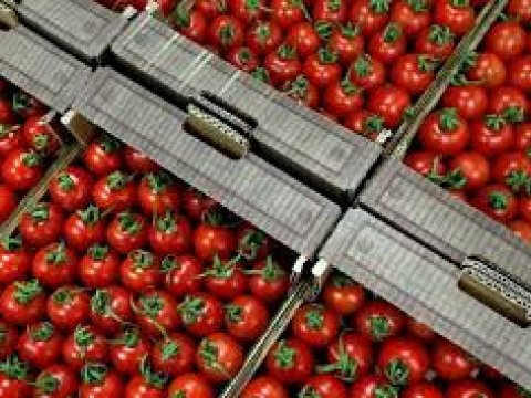 Azərbaycanın pomidor ixracı artıb