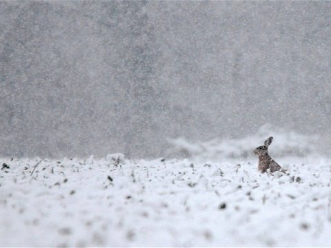 Dağlıq ərazilərə qar yağacaq - SABAHIN HAVASI
