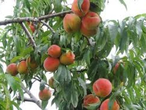 Şaftalı bağlarının sığortalanmasına başlanılıb