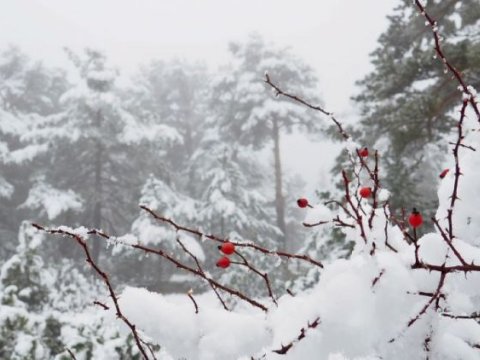 Azərbaycanda Kiçik çillə başlayıb
