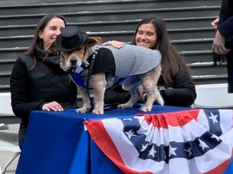 Nyu-Yorkda it meri seçildi: andiçmə mərasimi keçirildi