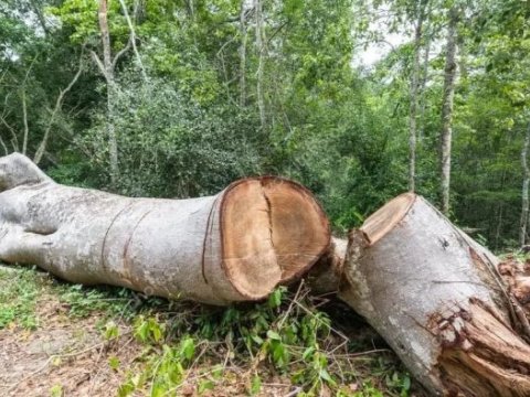 Dörd rayonda ağackəsmə faktları ilə bağlı cinayət işi açıldı