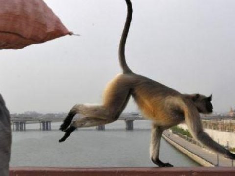 Meymun bu ölkəni qaranlığa qərq etdi