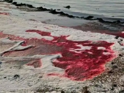 Xəzər dənizi qırmızıya boyandı: səbəb açıqlandı - VİDEO