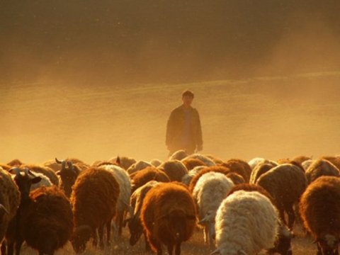 Azərbaycanda çobanlar "yoxa çıxıb" - Fermerlər NARAHATDIR