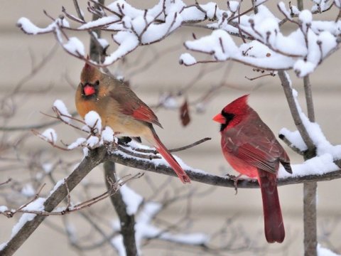 Ala Çillə və ya Boz Ay