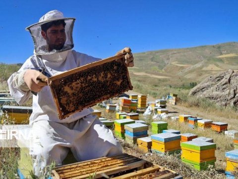 Kəlbəcər və Laçın balı nəyi ilə fərqlənir? - “KƏND BABA”nın istehsalçısı İZAH ETDİ
