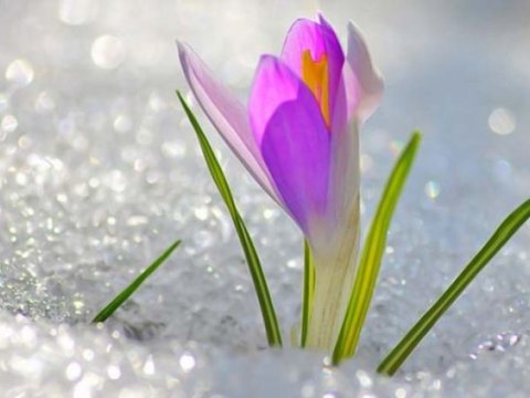 Azərbaycanda təbiət hadisəsi: Kiçik çillə çıxdı, Boz ay başladı