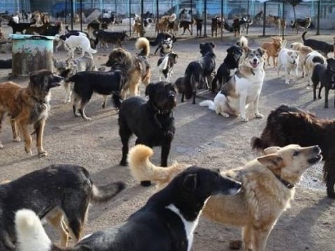 Sahibsiz itlər 3 nəfərə xəsarət yetirdi