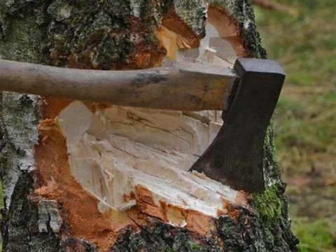 Xaçmazda qanunsuz ağac kəsilməsi faktı aşkarlandı