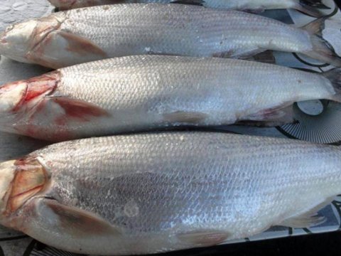 Balığın qiyməti bahalaşdı&nbsp;- VİDEO