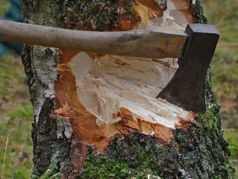 Ağacları qanunsuz kəsdilər: cinayət işi açıldı