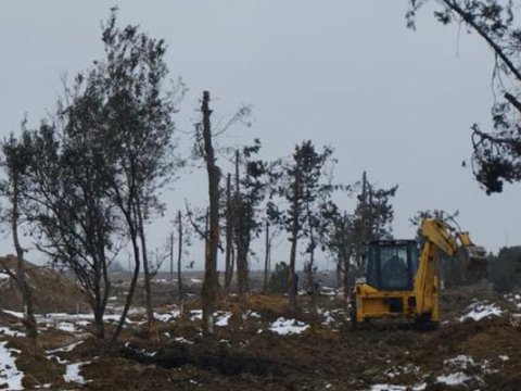 Yeni yolun inşası ilə əlaqədar ərazidəki yaşıllıq köçürülür&nbsp;- FOTO
