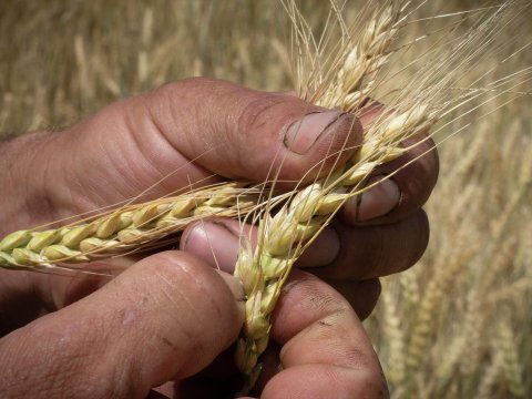 Dünyada buğda ucuzlaşır, Azərbaycanda isə... - QİYMƏTLƏR