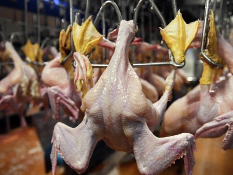 Quş ətinin idxalına&nbsp;məhdudiyyət qoyuldu