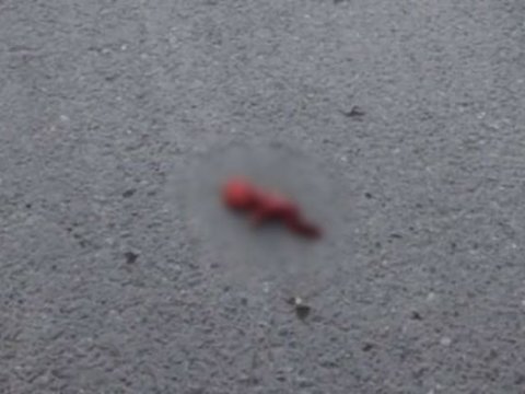 Sumqayıtda ölü döl tapıldı